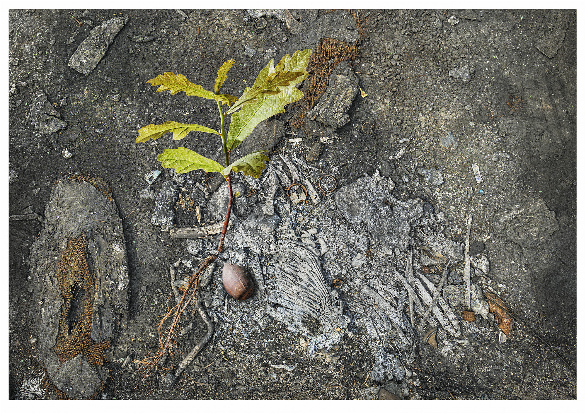 An Oak tree sapling with it's original acorn appears to be growing out of a grey burnt debris stewn area